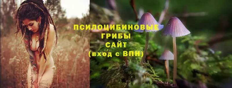 hydra ONION  Бежецк  Галлюциногенные грибы MAGIC MUSHROOMS 